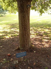 Manzano descendiente del de Newton, en el Jardín Botánico de Cambridge.